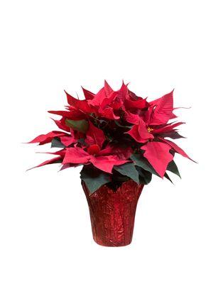 Poinsettia