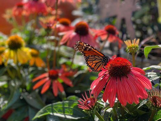 Glenwild Garden Center