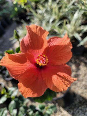 Hibiscus - Orange