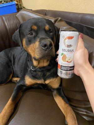 Doggo wants some healthy energy drink! :)