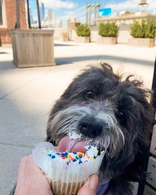 Dessert cupcake