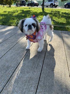 Munchie with her cute bows.