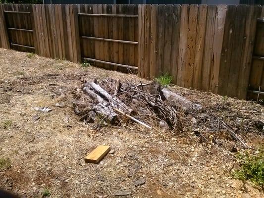 giant garbage wood pile in the backyard!