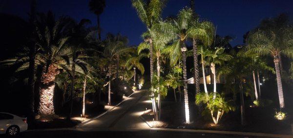 Lining the driveway and accentuating the palms