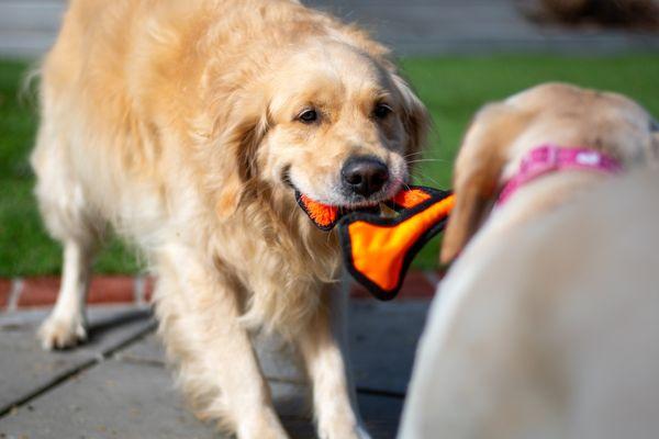 Wesley playing Tug of War!