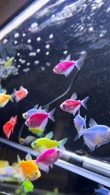 Glofish!