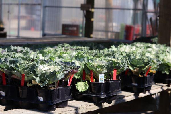 Check out our seasonally stocked greenhouse full of flowers and plants ready to go home with you!