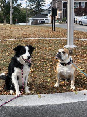 My boy shadow with Kai's dog Walle