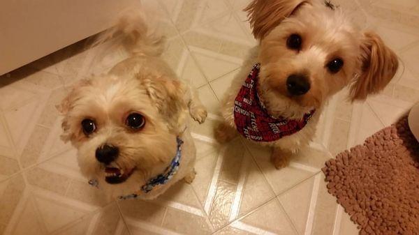 Sky and her brother Dylan waiting for their good fur  baby treaties after their day at the salon