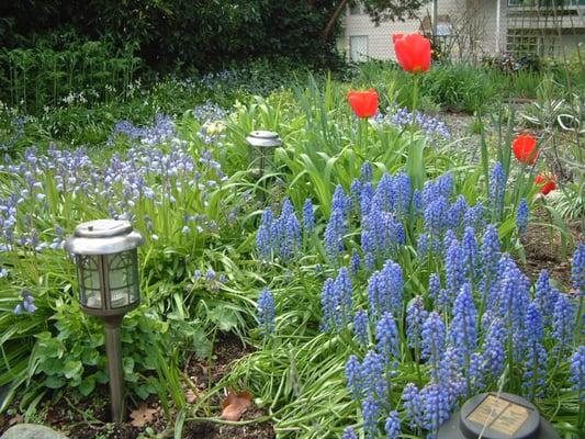 Enjoy our lush garden out back!