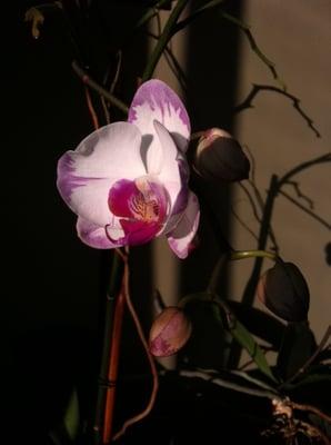 I love orchids and seeing them re-bloom brings me great joy. Photo by N. Ito.