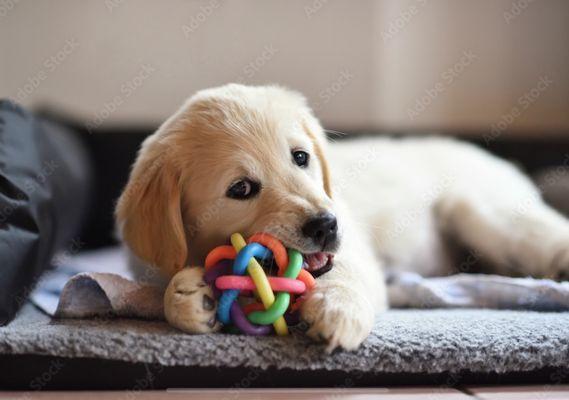 Puppy potty training