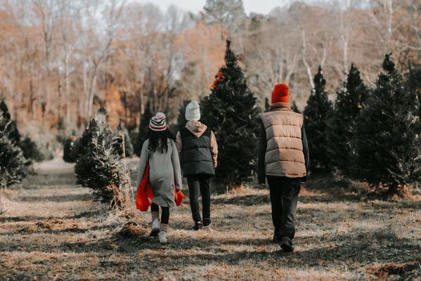 Thompson's Tree Farm