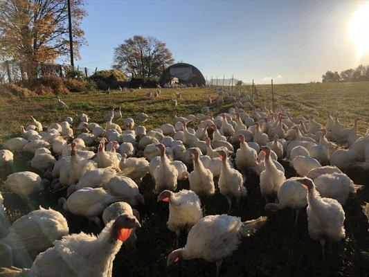 Farm raised turkeys