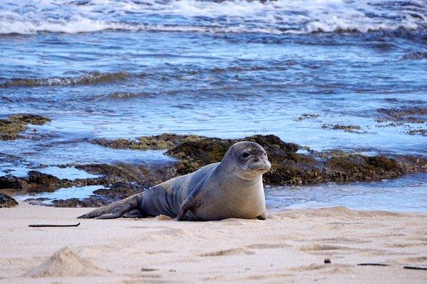 Leihilo the Monk Seal.