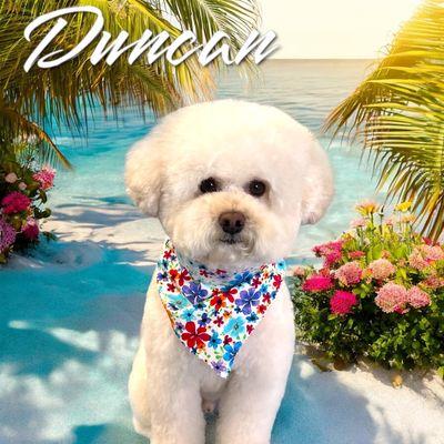 Duncan- Bichon/Poo