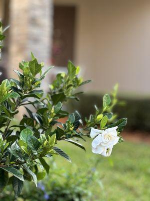 Blooming Gardenia