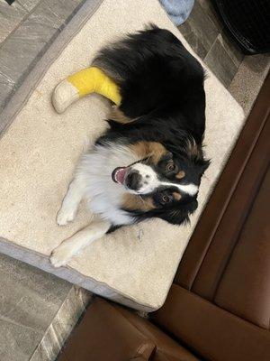 Ernestine-so happy after getting her very messed up toenail repaired.