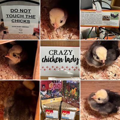 6 day old chicks