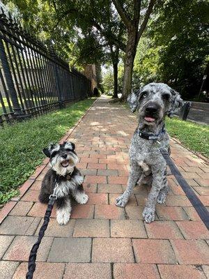 My dog Albie on the left with his walking buddy Shadow