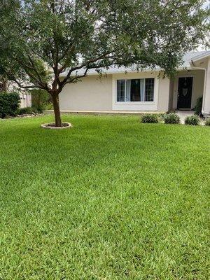 Front lawn even after a drought.