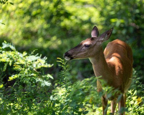 Shenandoah National Park