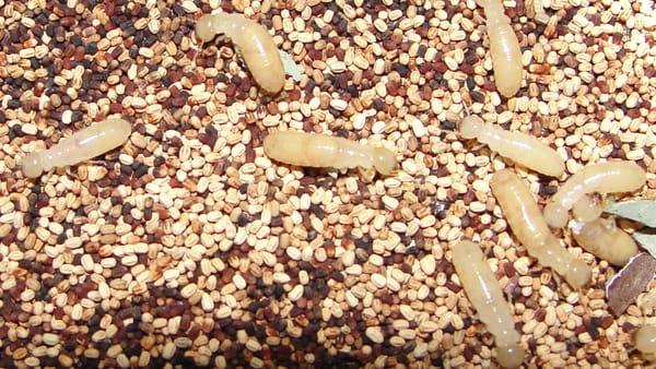 We offer termite inspections, termite treatments, and annual termite control policies