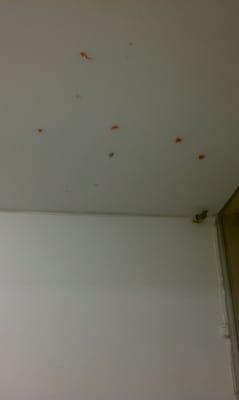 Splat toys stuck on the ceiling add character to this spot lol... But only in one corner