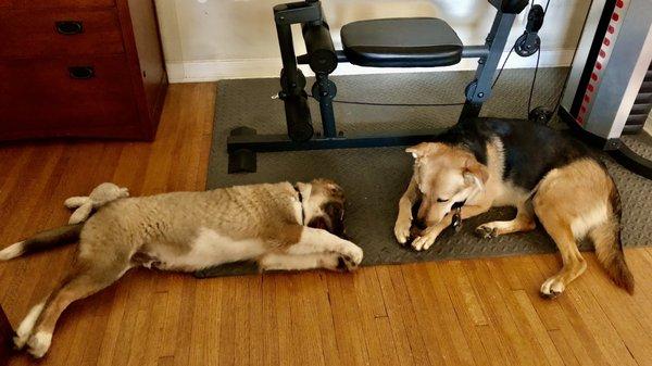 Nino, our new puppy, and his 2 year old sister, Shainee.