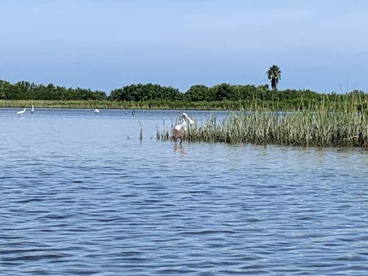 Roseate spoonbill (pink spoonbill!)