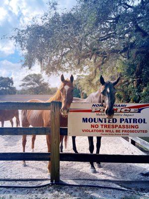 MM Equestrian is also home to the North Miami Police's Mounted Patrol horses