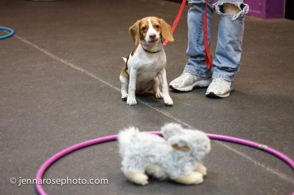 Teaching your pup self-control is extremely useful. And also hilarious.