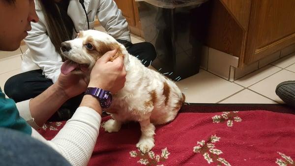 Marley receiving acupuncture with Dr. Catbagan and Steve.