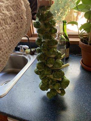 Stalk of brussel sprouts