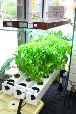 Lemon Basil growing in an aeroponic unit using T5 fluorescent lighting at GYOstuff.