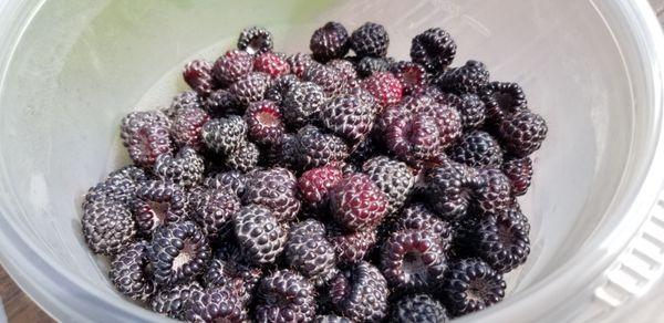 Black Raspberries