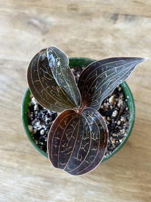 Jewel Orchid