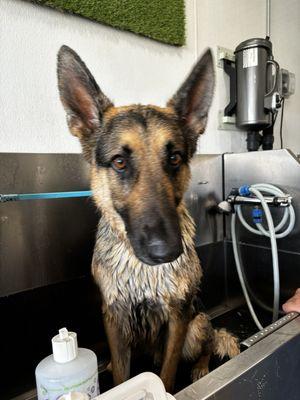 Nacho in the wash tub