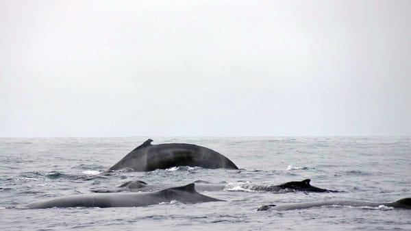 A group of several humpback whales that were seen traveling together during one of our outings in August '12.