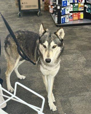 Cute dog in the store & friendly owner | Super sweet of the Manager Christine to give the dog treats!!