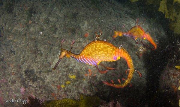 Sea Dragons bending tails in a mating ritual off Sydney with Abyss Scuba!