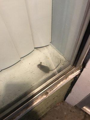 The rat was on the entrance window