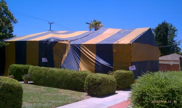 Termite fumigation