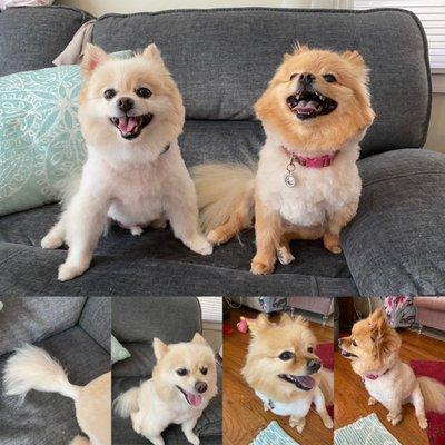 This is the awkward cut they did. Ignore the smiles- they are just cute/happy pups, no matter how bad their haircuts are.