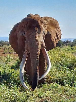 We were blessed with Craig being in Amboseli National Park when we were there.