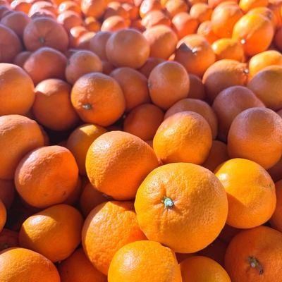 Satsuma tangerines