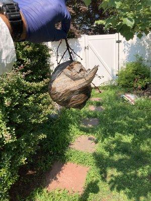 Hornet nest removal