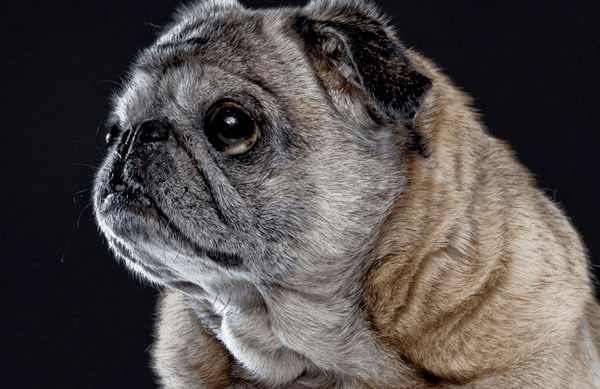 Is it time for a check up for your senior pet?