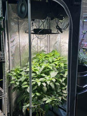 AC Infinity 2 x 2 Kit with pepper plant in AutoPot