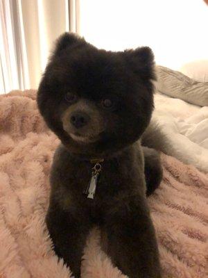 Pomeranian teddy bear cut by Junko